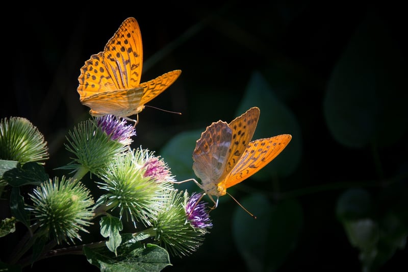 Butterfly Effect Chronicles